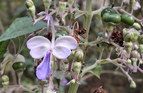 Foto de Clerodendro