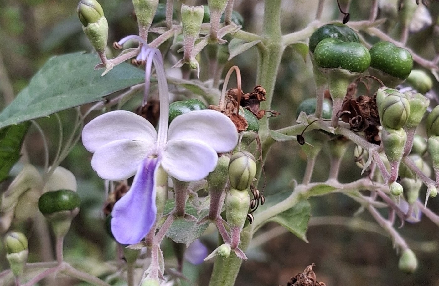 Imagem de Clerodendro