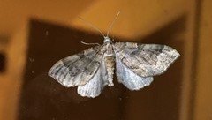 Pelurga comitata