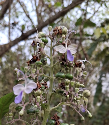 Foto de Clerodendro