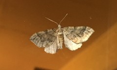 Pelurga comitata