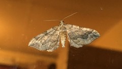 Pelurga comitata