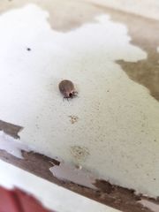 Ixodes