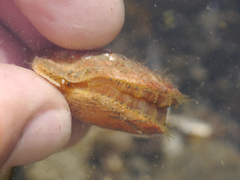 Chlamys hastata