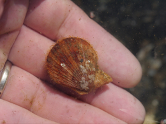 Chlamys hastata