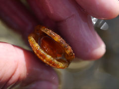 Chlamys hastata
