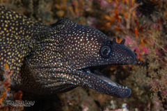 Reticulate Moray photo 2