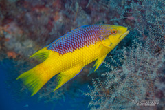 Spanish Hogfish photo 2