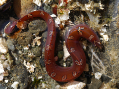 Crescent Gunnel photo 4