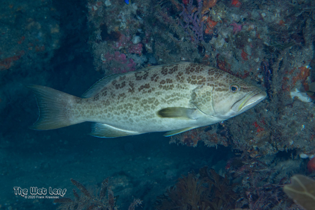 Scamp (Mycteroperca phenax) — Serranidae