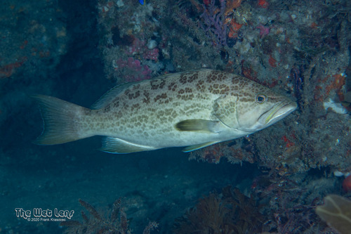 Scamp (Mycteroperca phenax) — Serranidae