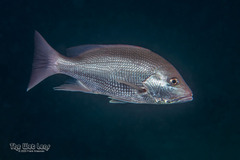 Red Snapper photo 2