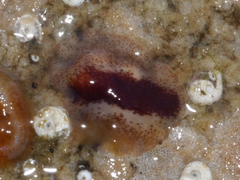 Notoplana sanguinea