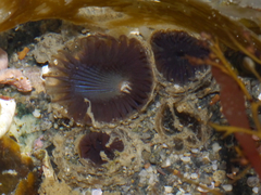 Myxicola