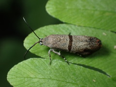 Phycodes minor