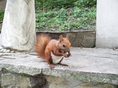 Sciurus vulgaris