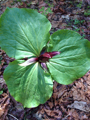 Trillium angustipetalum