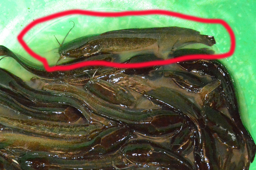 Gabon catfish (Clarias gabonensis) — Clariidae