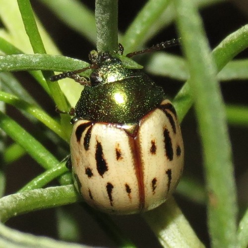 Burrobrush Leaf Beetle