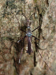 Toxorhynchites splendens