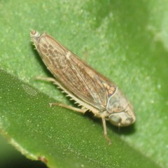 Amphigonalia severini