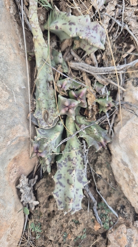 Image of Apteranthes europaea by (c) Christoph Moning, some rights reserved (CC BY)