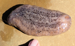 Australostichopus mollis