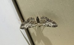 Eupithecia succenturiata
