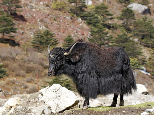 Domestic Yak (Bos grunniens)