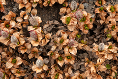 Salix tschuktschorum