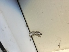 Eupithecia succenturiata