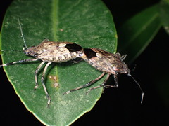 Dalpada nodifera