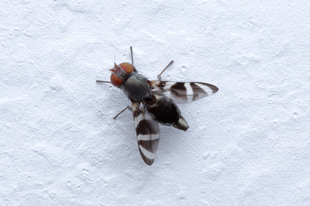 Euxesta sororcula