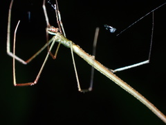 Ariamnes cylindrogaster