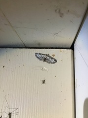 Eupithecia succenturiata