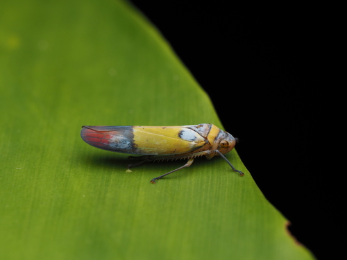 Sochinsogonia eruana observed 2025-02-02