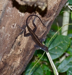 Anolis homolechis