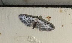 Eupithecia succenturiata