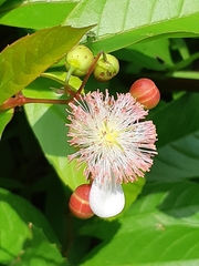 Tetracera indica