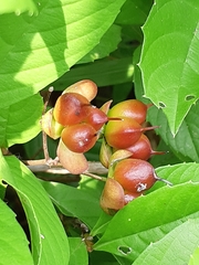 Tetracera indica