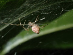 Chrysso lingchuanensis