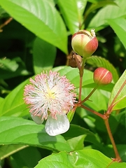 Tetracera indica