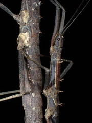 Neohirasea hongkongensis