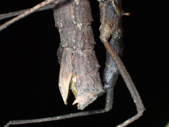 Neohirasea hongkongensis