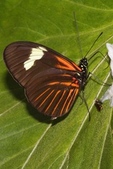 Heliconius