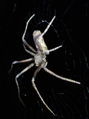 Cyphalonotus