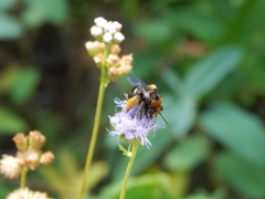 Svastra obliqua obliqua