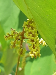 Mallotus paniculatus