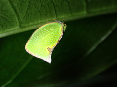 Salurnis marginella