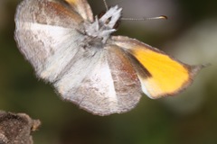 Theagenes albiplaga